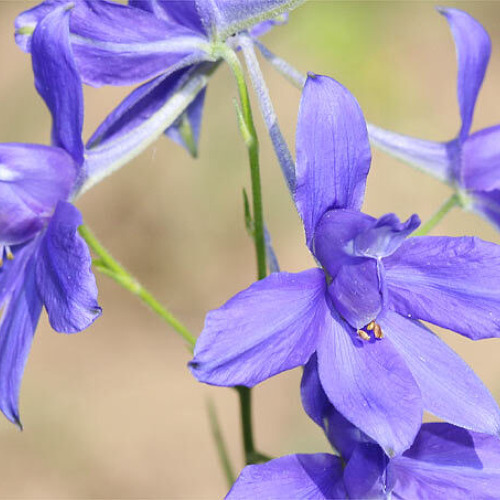 BLUME DES JAHRES 2026 FELDRITTERSPORN